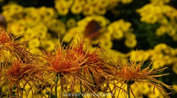 IMG_4289.jpg