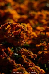 IMG_4297.jpg
