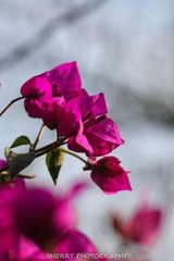 IMG_4300.jpg