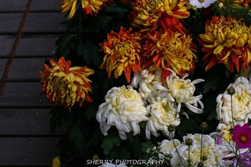 IMG_4312.jpg