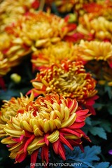 IMG_4324.jpg