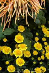 IMG_4336.jpg