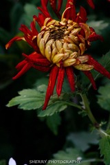 IMG_4343.jpg