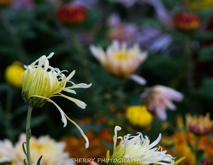 IMG_4348.jpg