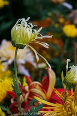 IMG_4352.jpg