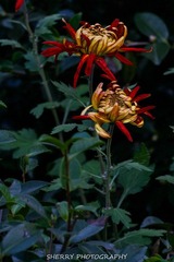 IMG_4357.jpg