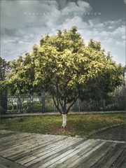 《20200316》树（手机摄影）
