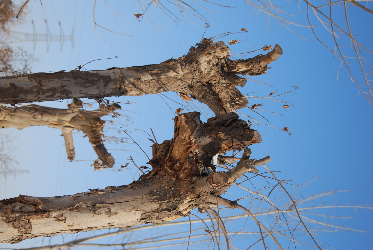 路边千姿百态的枯树仿佛是我眼里的神树