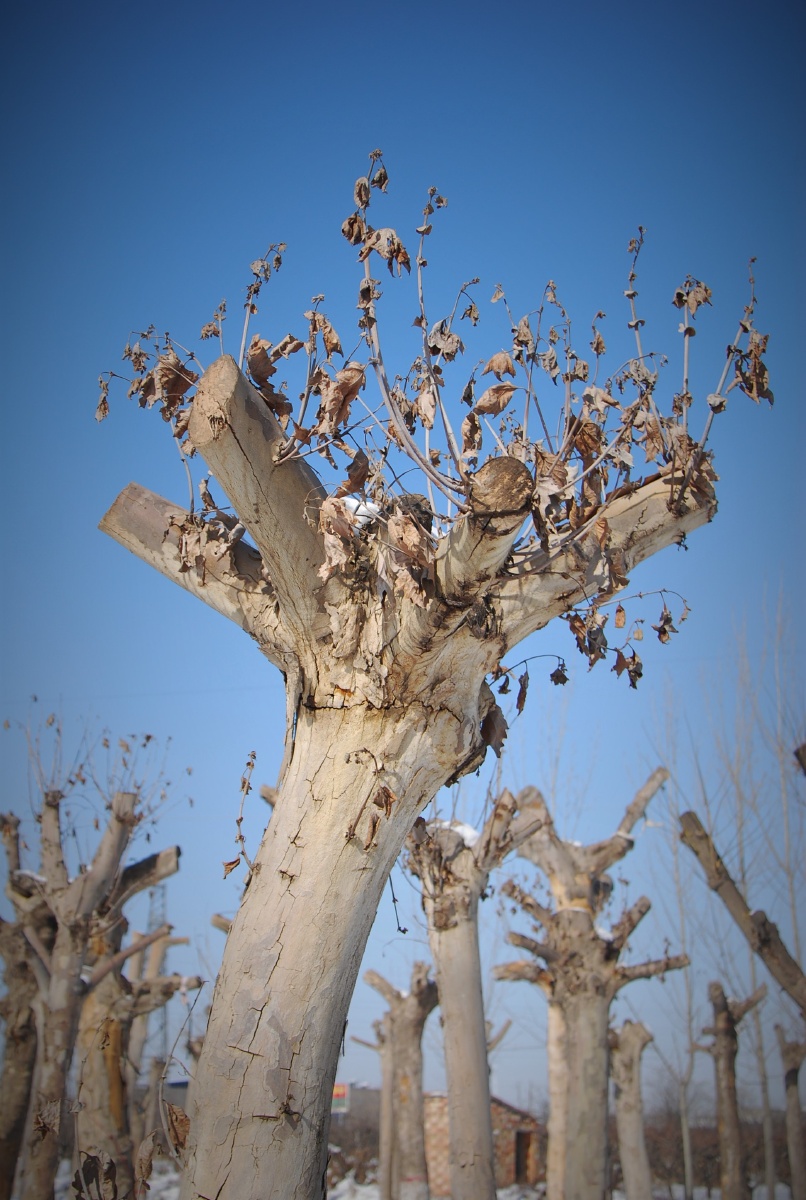 路边千姿百态的枯树仿佛是我眼里的神树