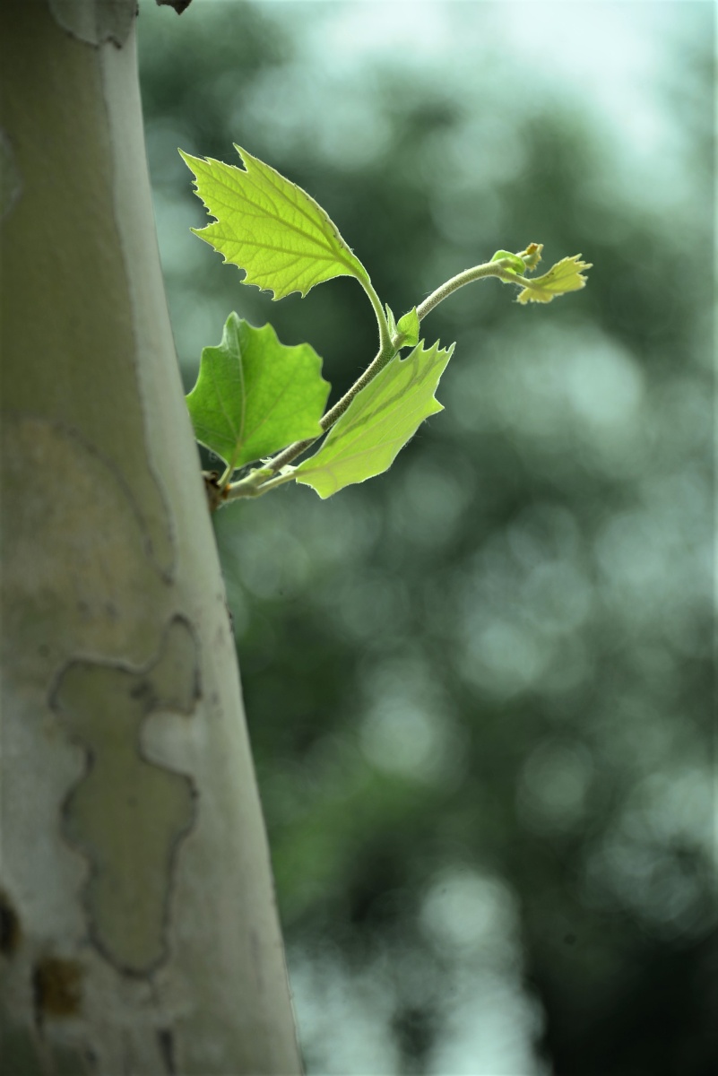 梧桐小叶不争春1