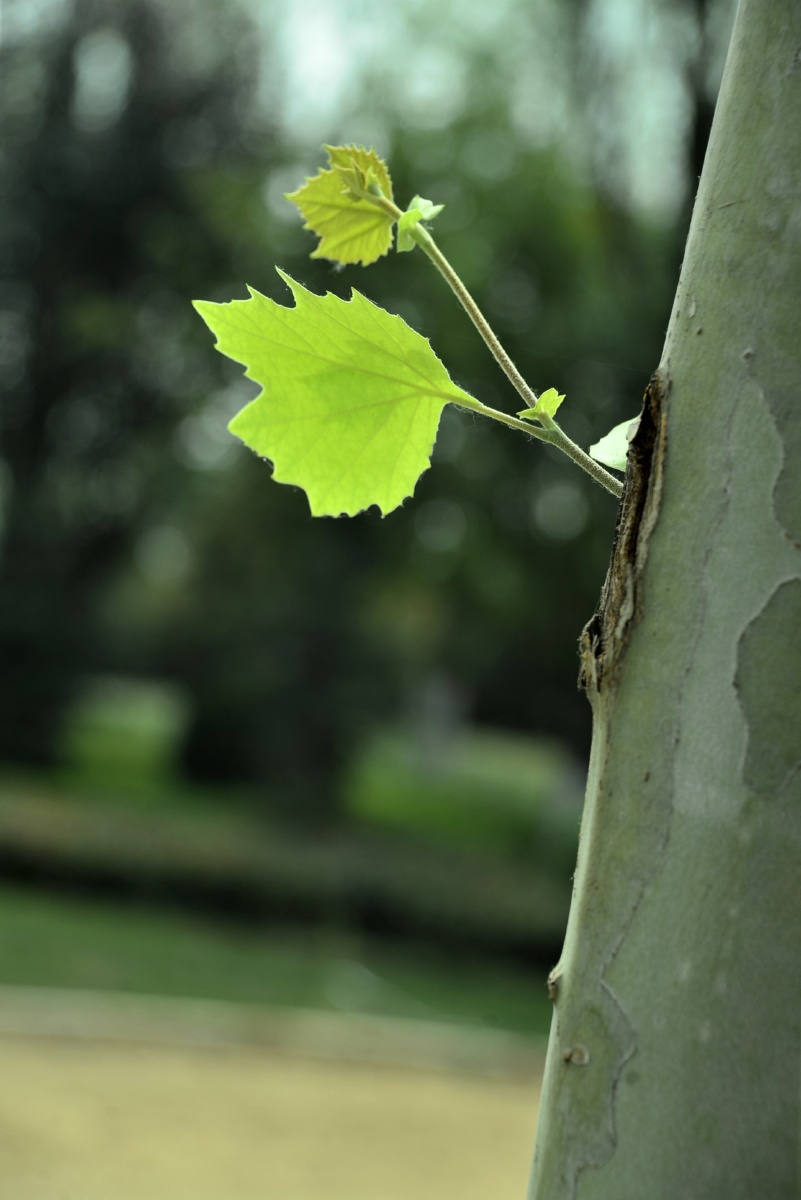 梧桐小叶不争春2