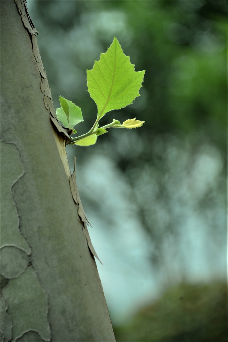 梧桐小叶不争春4