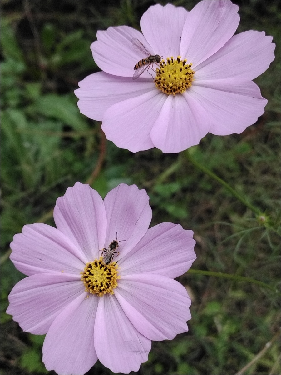 晨起散步路边花随拍