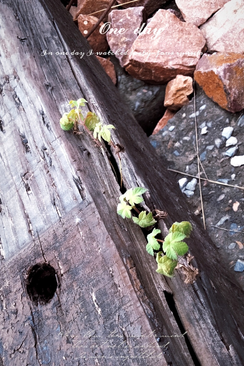 生命需要裂缝你就是裂缝里的阳光