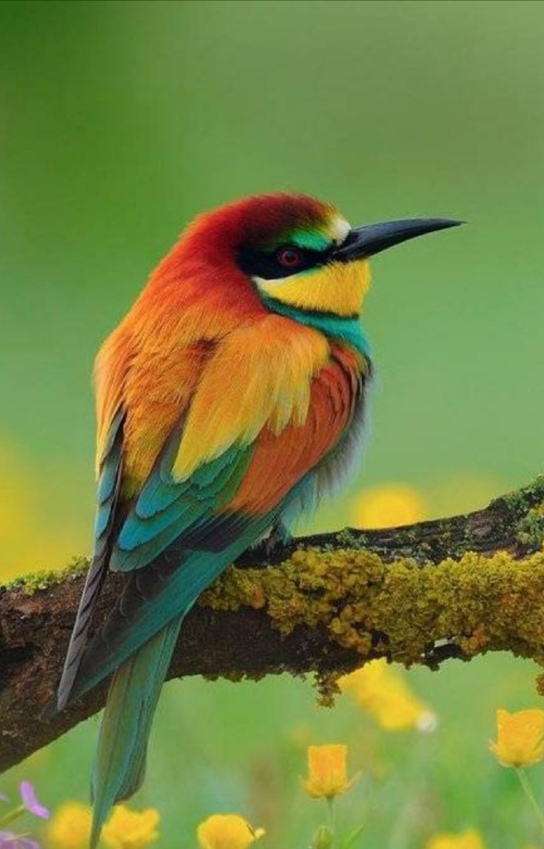 可爱的动物们温暖你现在的心