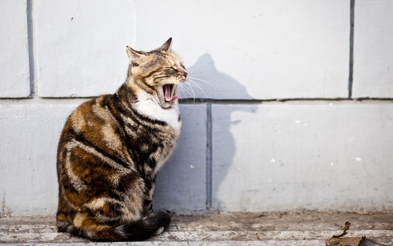 猛虎 br /> ——校园猫咪!