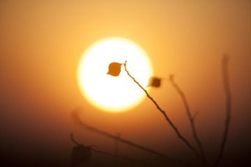 夕阳