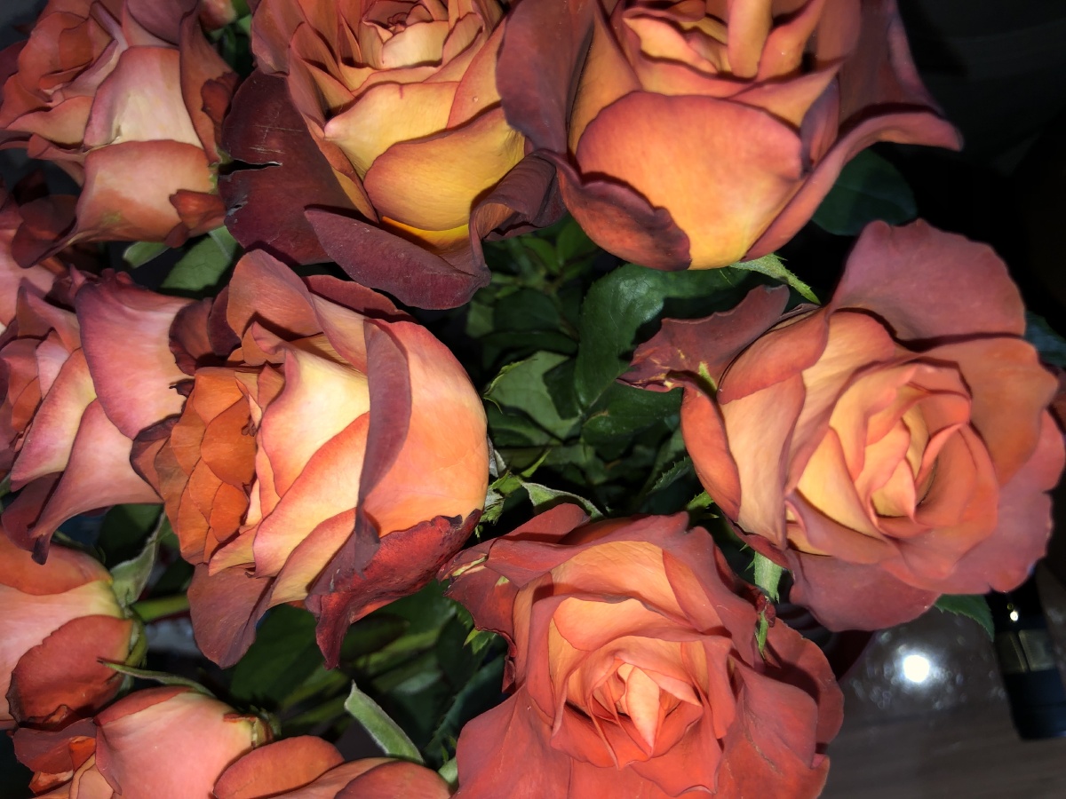 咖啡玫瑰这是来自云南省昆明市斗南花卉市场的一种玫瑰花特别漂亮