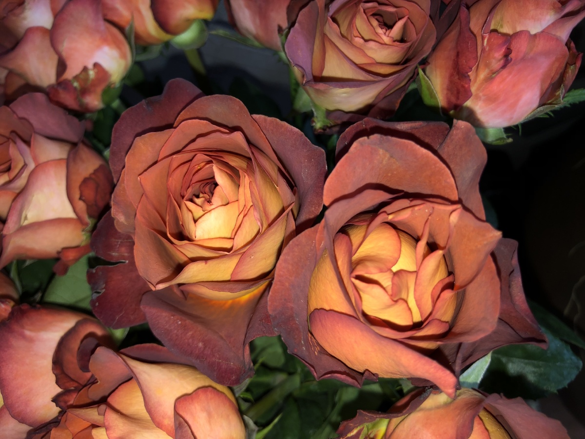 咖啡玫瑰这是来自云南省昆明市斗南花卉市场的一种玫瑰花特别漂亮