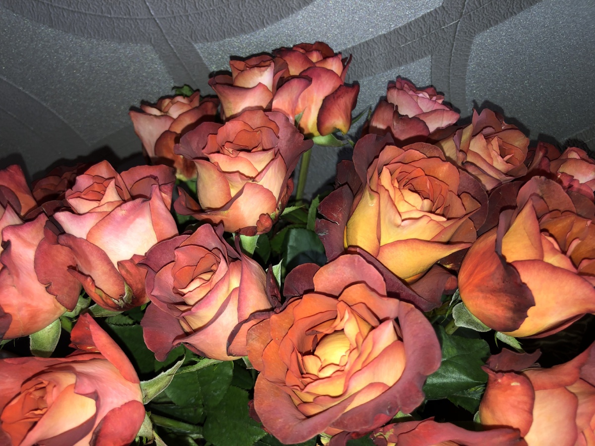 咖啡玫瑰这是来自云南省昆明市斗南花卉市场的一种玫瑰花特别漂亮