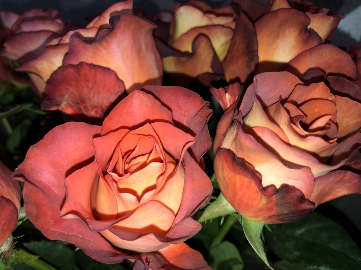 咖啡玫瑰这是来自云南省昆明市斗南花卉市场的一种玫瑰花特别漂亮