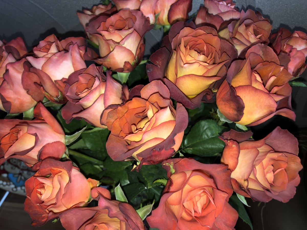 咖啡玫瑰这是来自云南省昆明市斗南花卉市场的一种玫瑰花特别漂亮