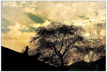 DSC_7871-NX2.jpg