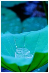 DSC_0382-NX2.jpg