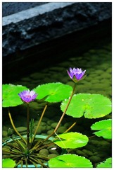 DSC_0438-NX2.jpg