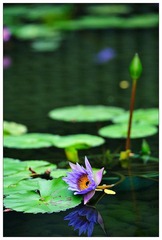 DSC_0543-NX2.jpg