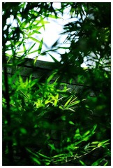 DSC_0448-NX2.jpg