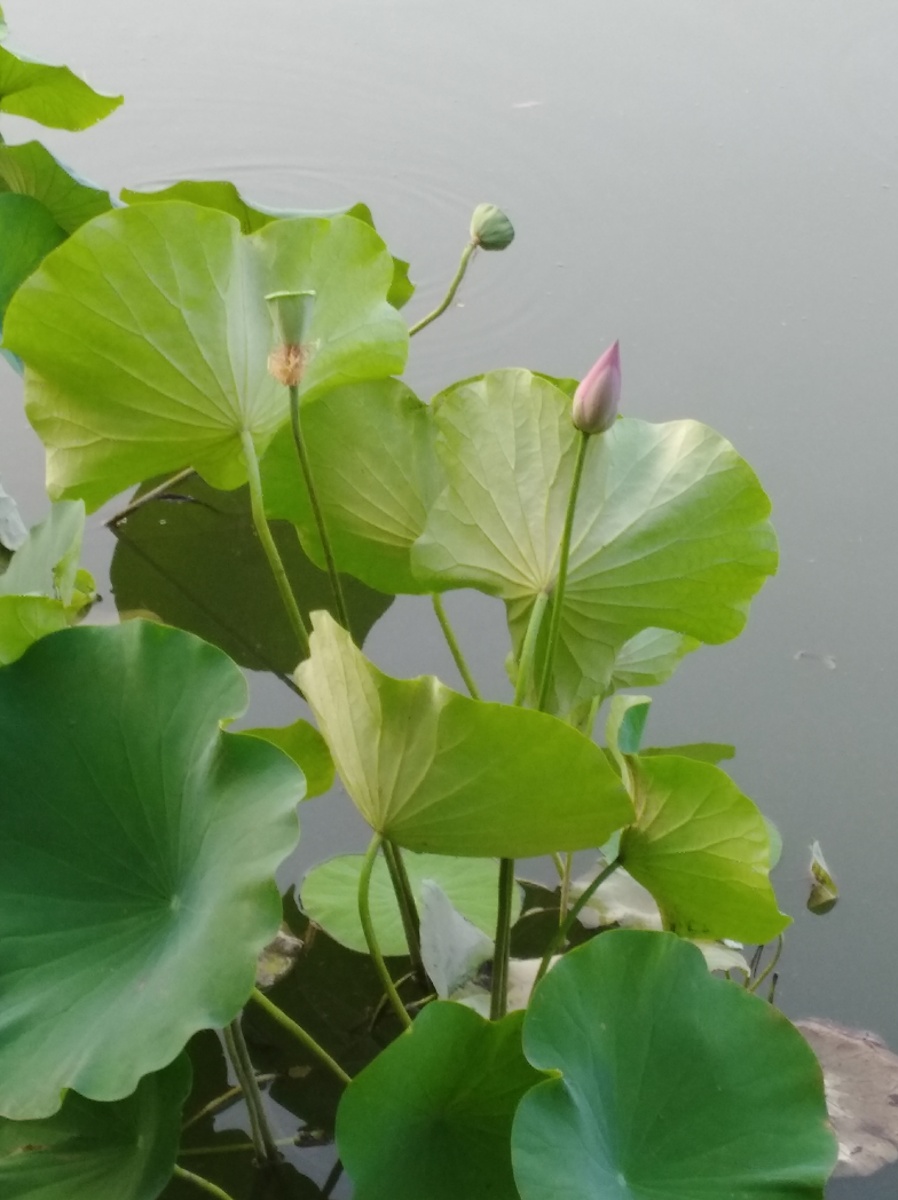 做人当学荷花志,孕育莲蓬仔更香 (摄影于济南大明湖)