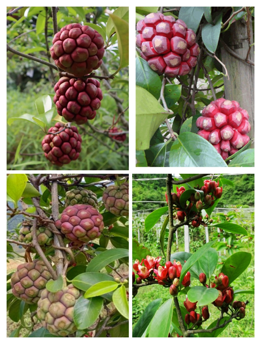 花果同框的黑老虎美美哒