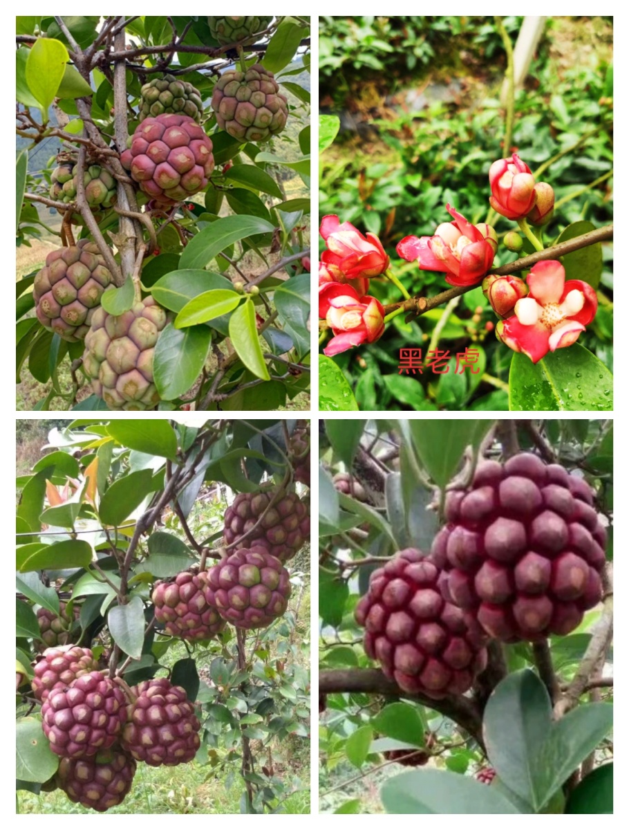 花果同框的黑老虎美美哒