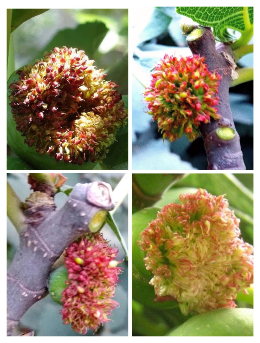 《无花果树》 - 人生如莲 - 图虫