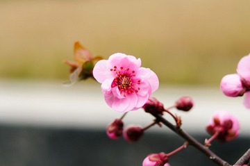 DSC_3648.jpg