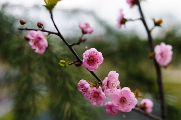 DSC_3652.jpg