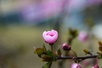 DSC_3654.jpg