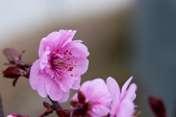 DSC_3661.jpg