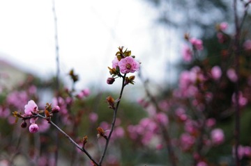 DSC_3669.jpg