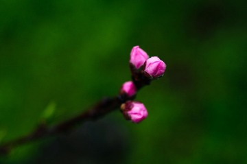 DSC_3744.jpg