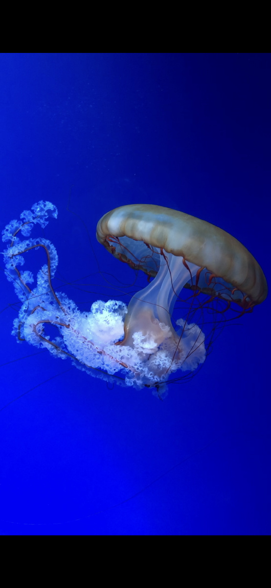 第一次近距离观看海洋生物水母惊叹世界生物之奇妙