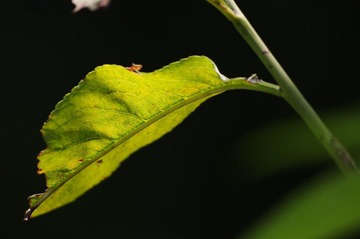 IMGP2130.jpg