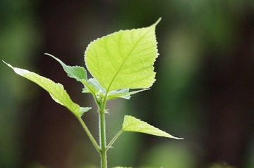 IMGP2134.jpg