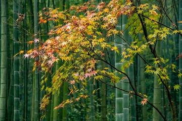 30198D91-76A4-4045-A98F-A31F90AC90C7/L0/001