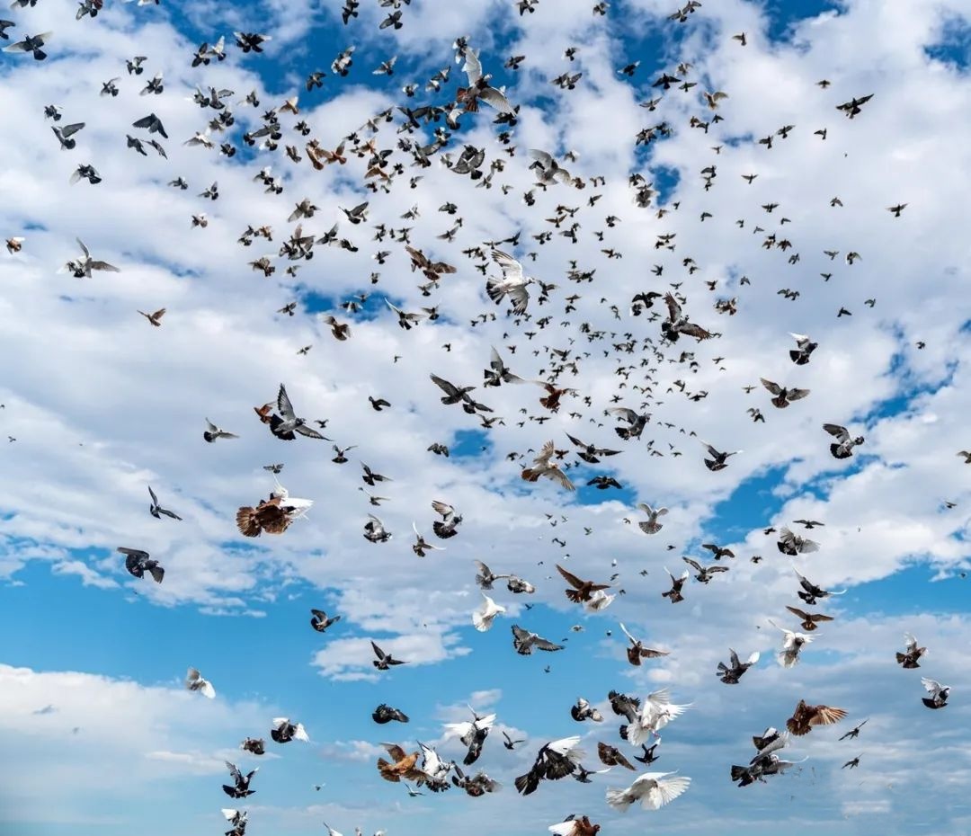 群鸽齐飞