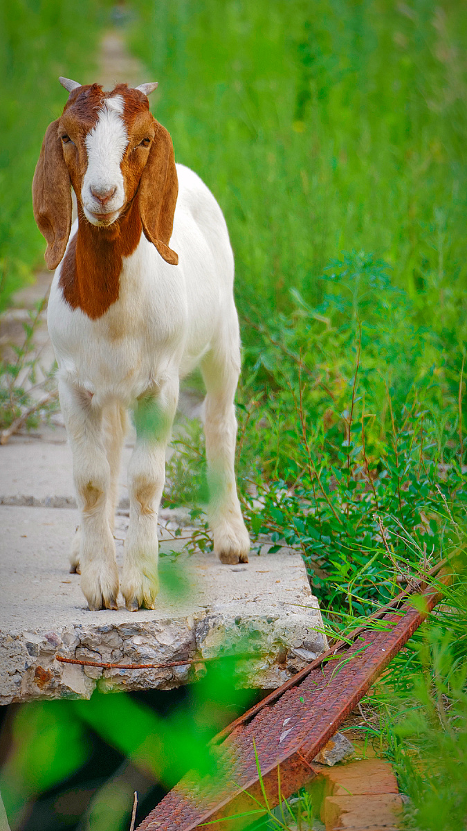 草地上的小羊羔