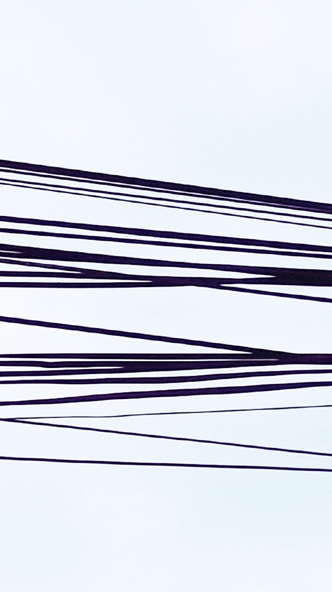 麻雀和电线杆高曝光