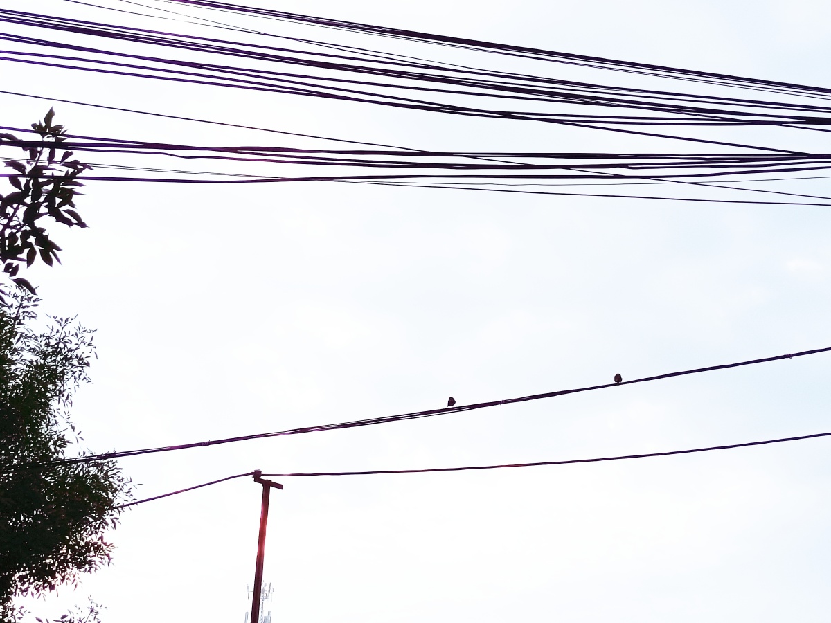 麻雀和电线杆高曝光