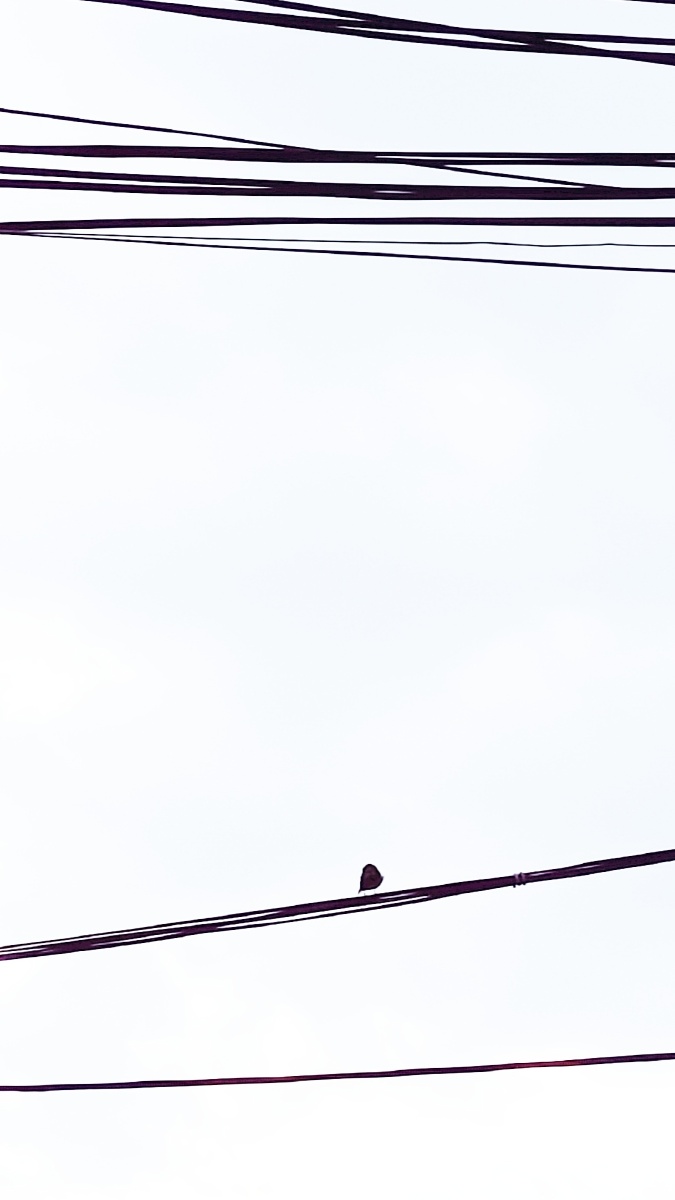 麻雀和电线杆高曝光